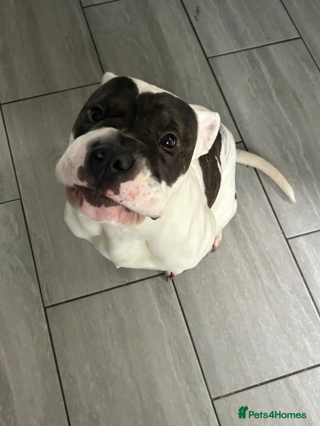 American Bulldog dogs for sale: Rocket - Advert 3