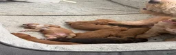Cockapoo dogs for sale: 6 Gorgeous Cockapoo Puppies Seeking Loving Homes - Advert 14