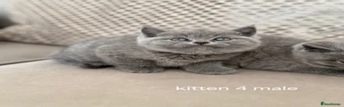 Scottish Straight Kitten 4