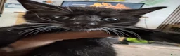 Mixed Breed cats for sale: 4 beautiful kittens for sale in Rhyl - Advert 9