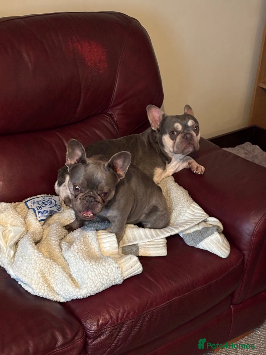 French Bulldog dogs for sale: Two bonded French Bulldogs  - Advert 3