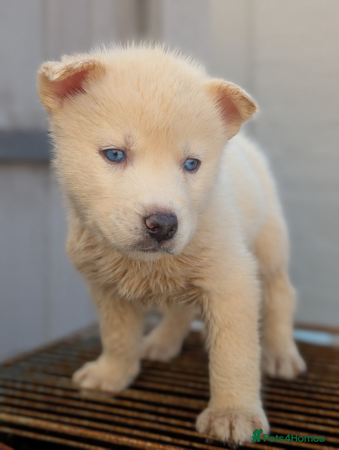 Siberian Husky dogs for sale: 5 Syberrian Husky puppies - Image 7