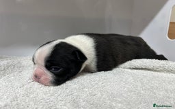 Boston Terrier dogs for sale: Champ bloodline (KC) Boston Terrier pups 💕 - Image 9