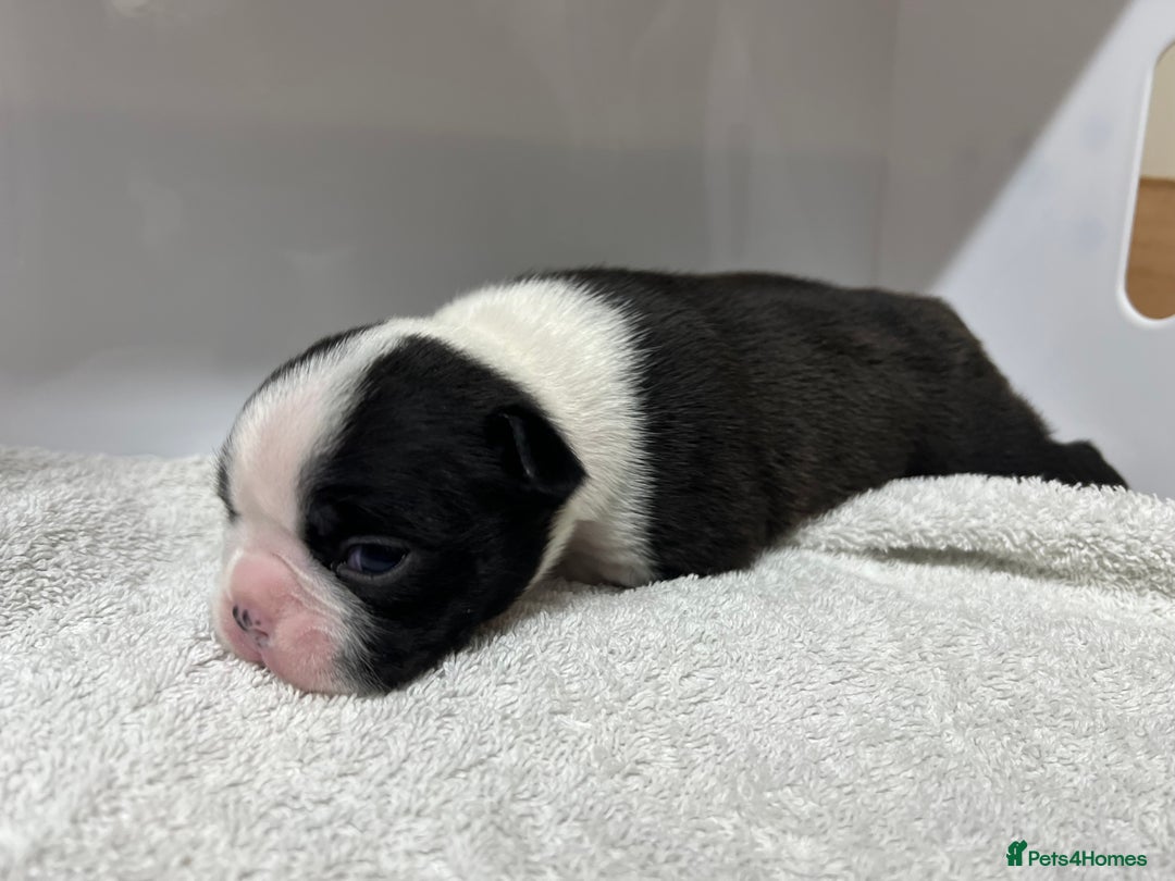 Boston Terrier dogs for sale: Champ bloodline (KC) Boston Terrier pups 💕 - Image 9
