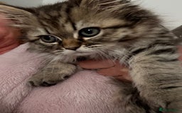 Persian cats for sale: Persian chinchilla x ragdoll ready now  in Accrington - Image 4