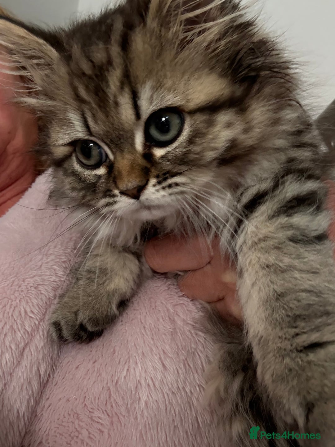 Persian cats for sale: Persian chinchilla x ragdoll ready now  in Accrington - Image 4