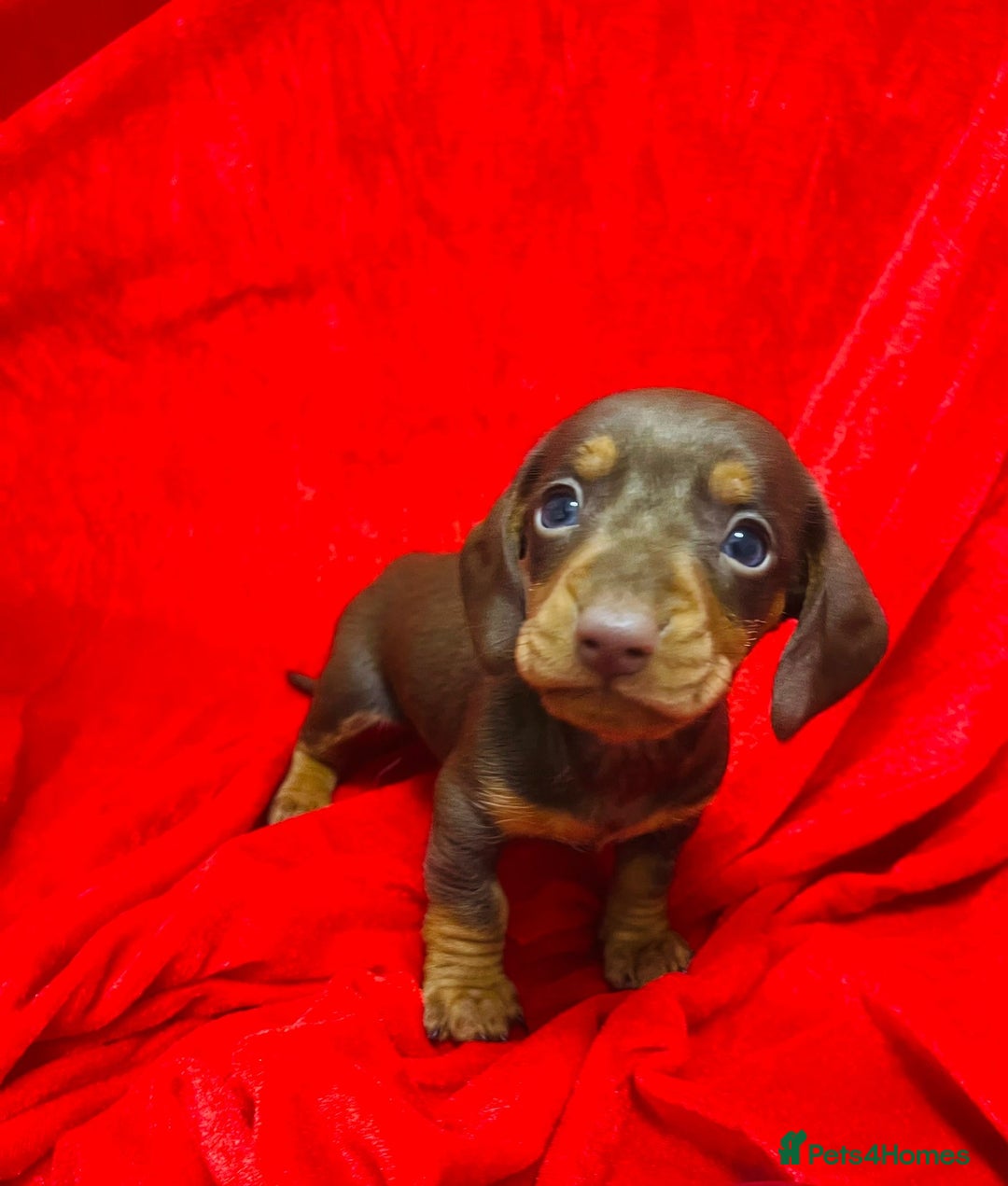 Miniature Dachshund dogs for sale: Miniature dachshunds - Advert 13
