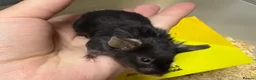 Mouse rodents for sale: AVAILABLE: FRIENDLY BABY MALE FANCY MICE FOR SALE - Advert 7