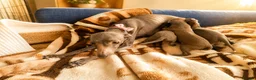 Italian Greyhound dogs for sale: 1 BOY LEFT Italian Greyhound Puppies - Advert 2