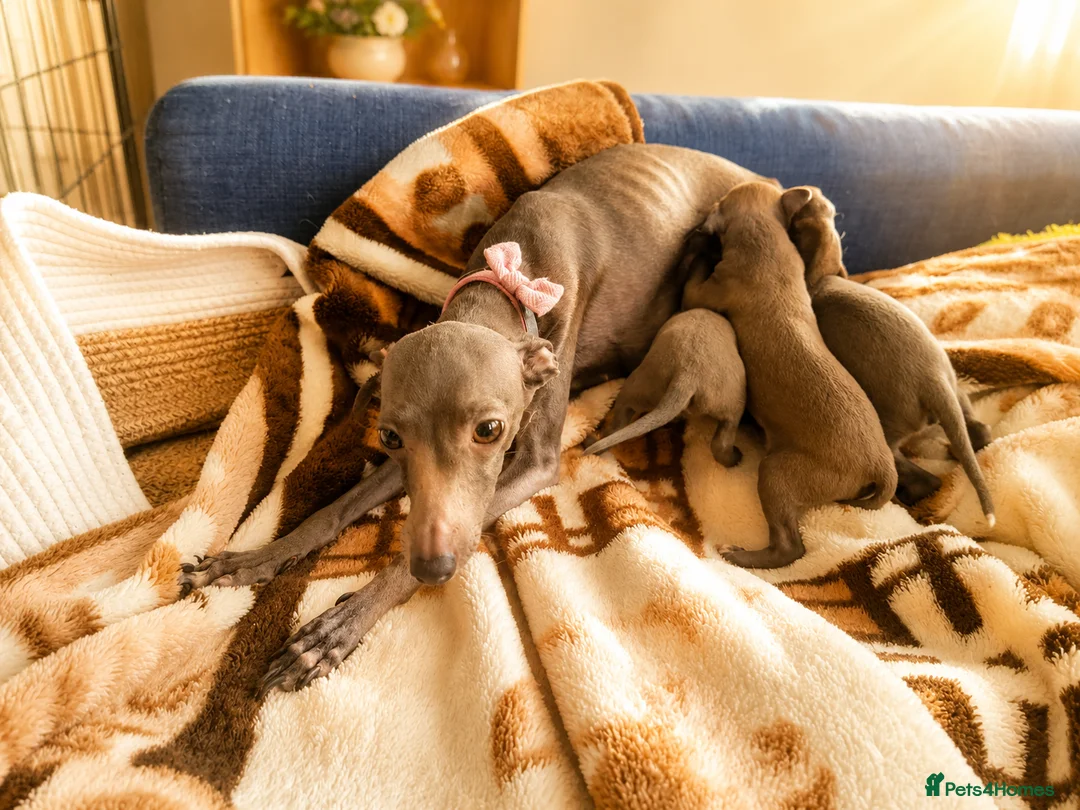 Italian Greyhound dogs for sale: 1 BOY LEFT Italian Greyhound Puppies - Advert 2