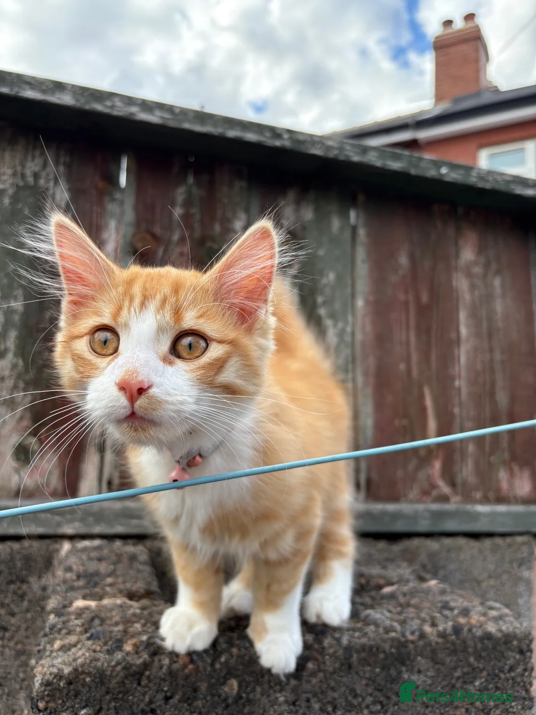 Mixed Breed cats for sale: 2 male kittens  in Knottingley - Advert 1