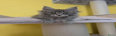 Blue Silver Classic Tabby