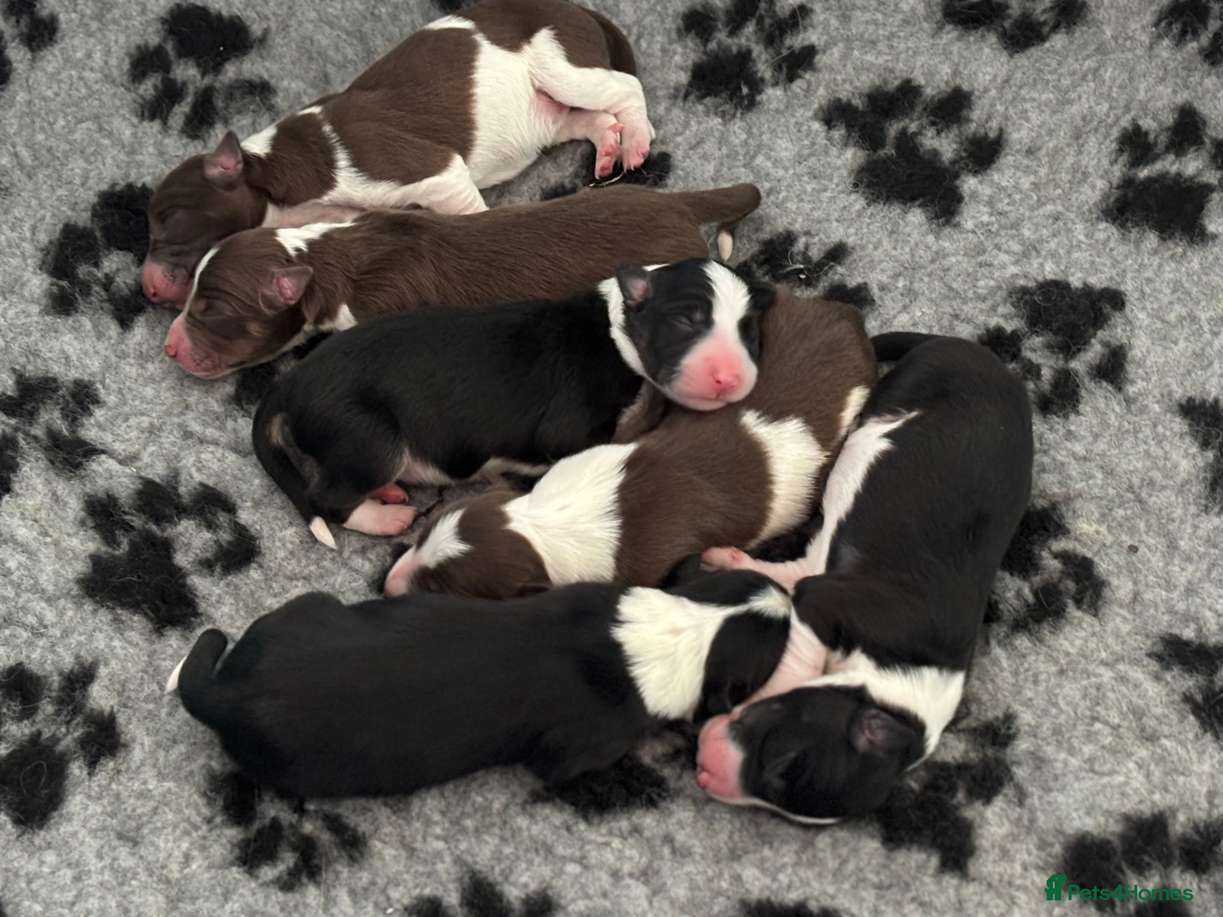 Border Collie dogs Exceptional Border collie pups  - Advert 13