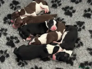 Border Collie dogs Exceptional Border collie pups - Advert 13