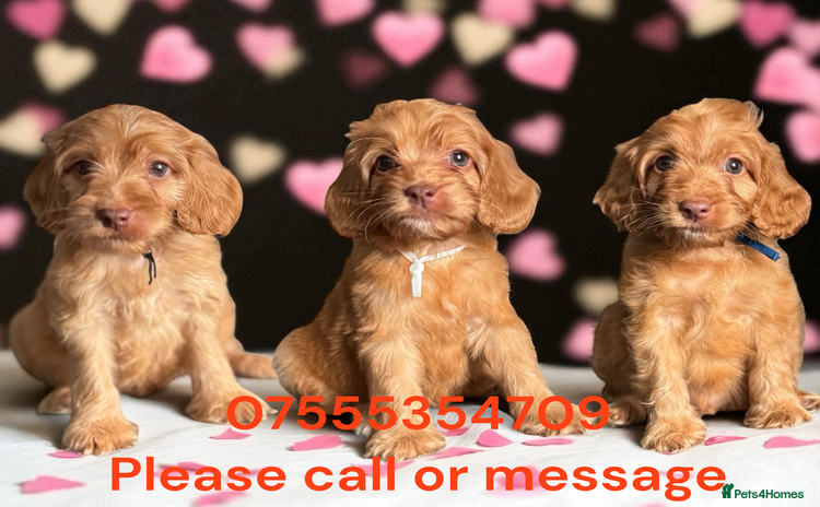 Cockapoo dogs - Advert 15