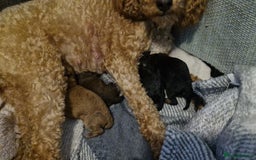 Mixed Breed dogs for sale: 4 BOYS BEAUTIFUL TOY POODLE MIX *health tested* - Image 5