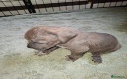 Mixed Breed dogs for sale: Stunning cane corso cross pups - Image 13