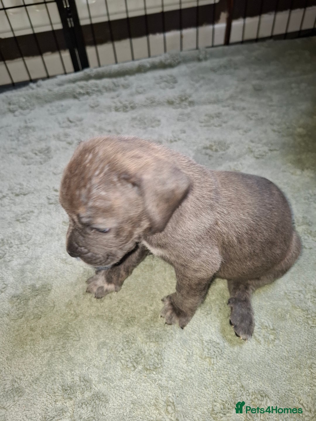 Mixed Breed dogs for sale: Stunning cane corso cross pups - Image 13