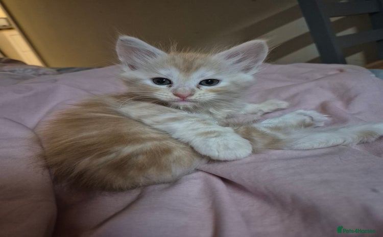 Maine Coon cats - Advert 13