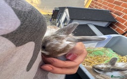 Mini Lop rabbits for sale: Mini lop baby rabbits for sale - Image 14