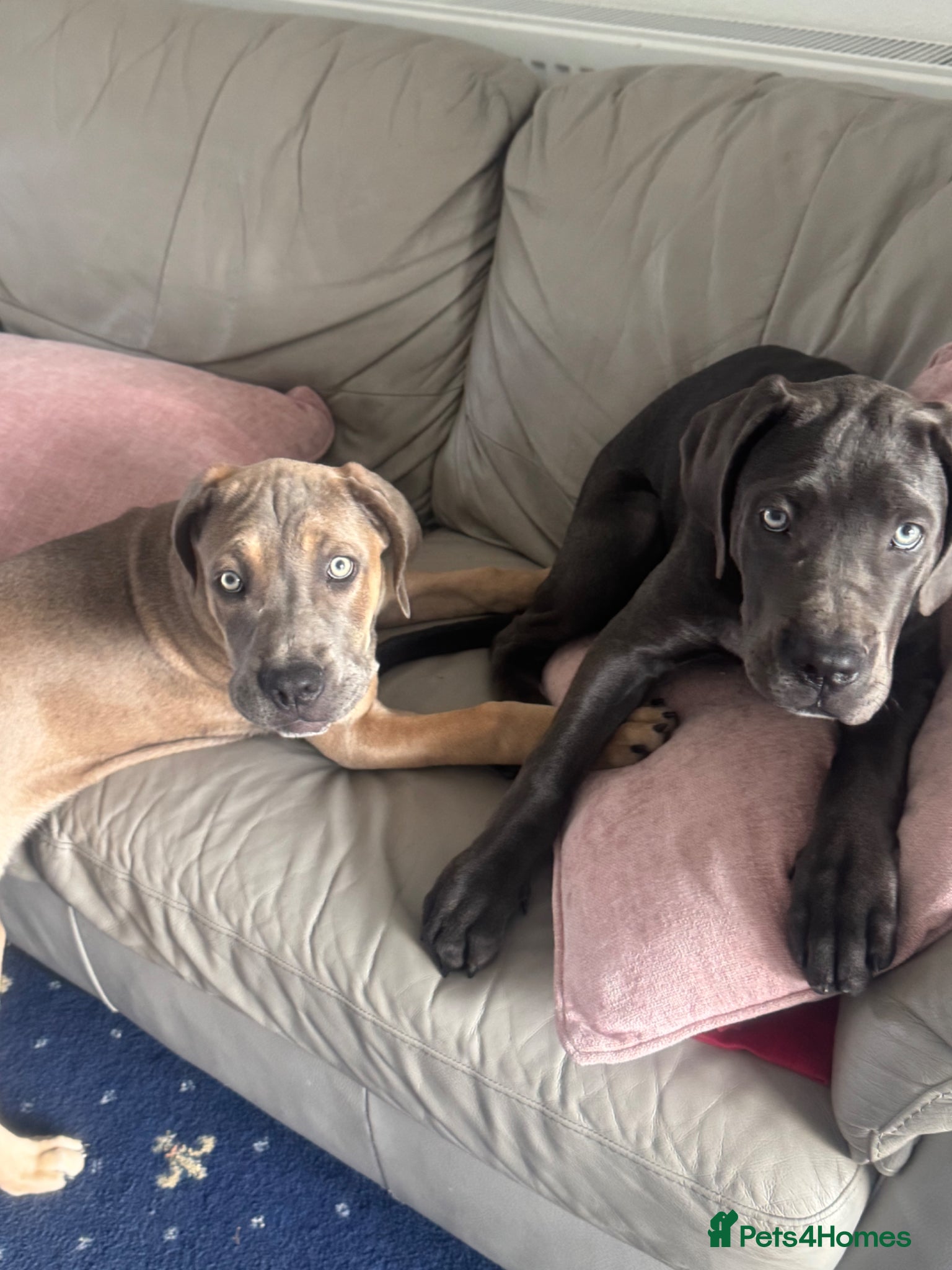 Cane Corso dogs European Champion Bloodlines - Advert 1