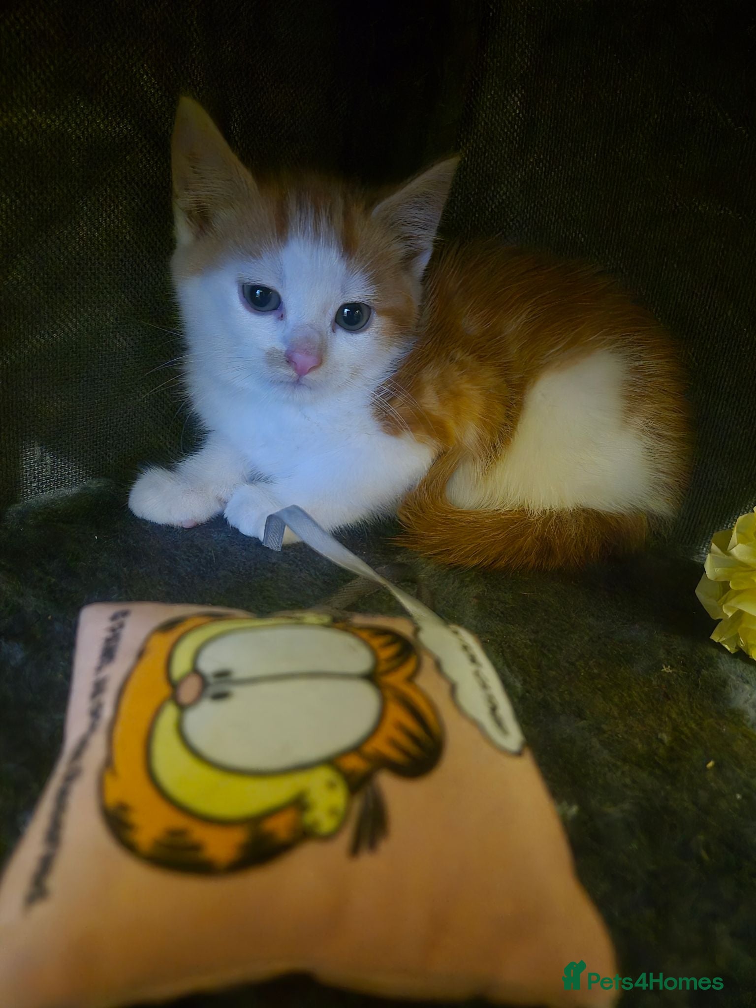Mixed Breed cats Gorgeous kittens  - Advert 1