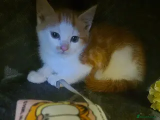 Mixed Breed cats Gorgeous kittens - Advert 1