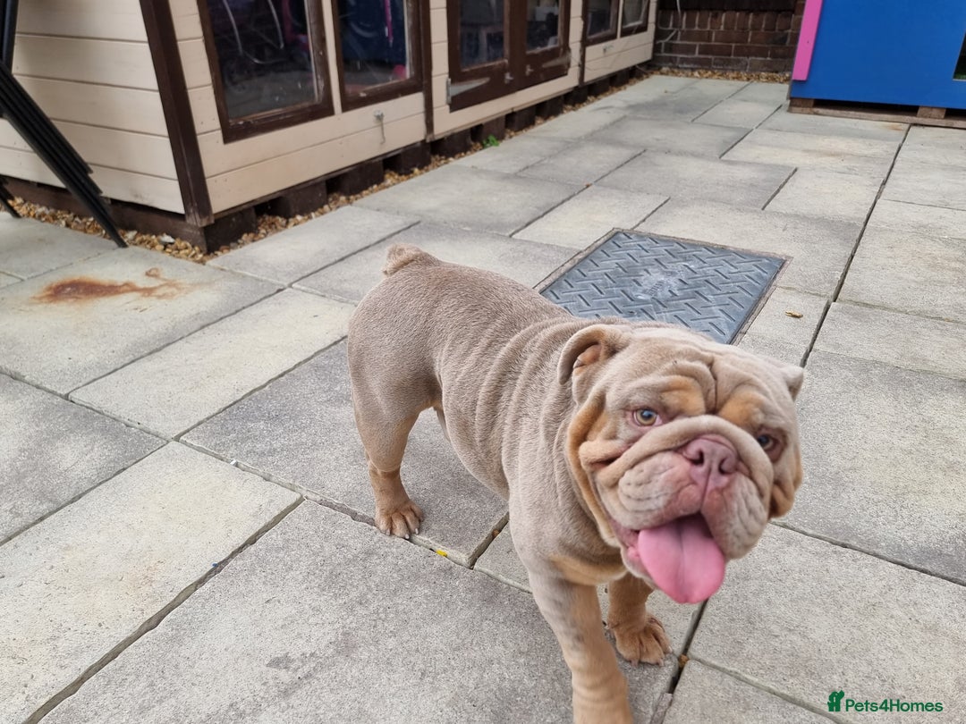 English Bulldog dogs for sale: 3 Year old Beautiful Lilac and Tan Male - Image 8