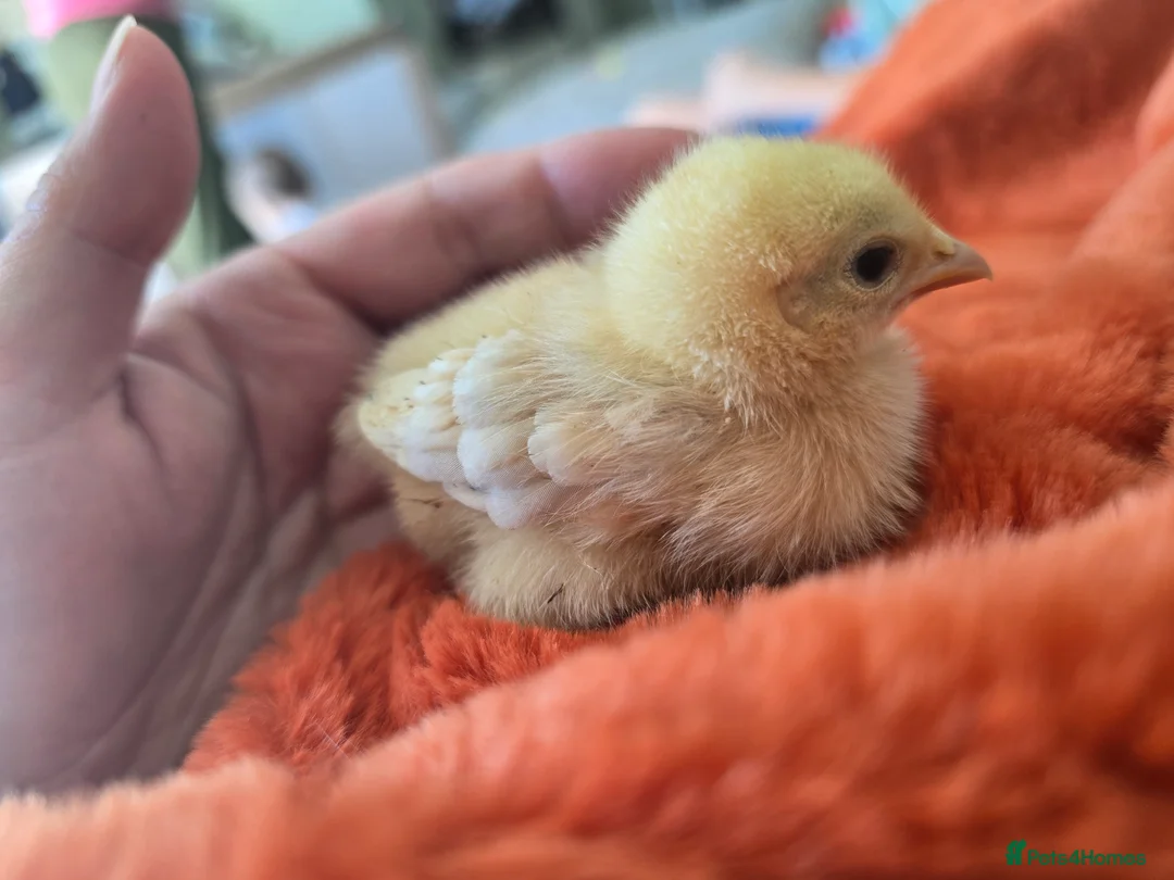 Chickens poultry for sale: Chicks & Chickens - Advert 2