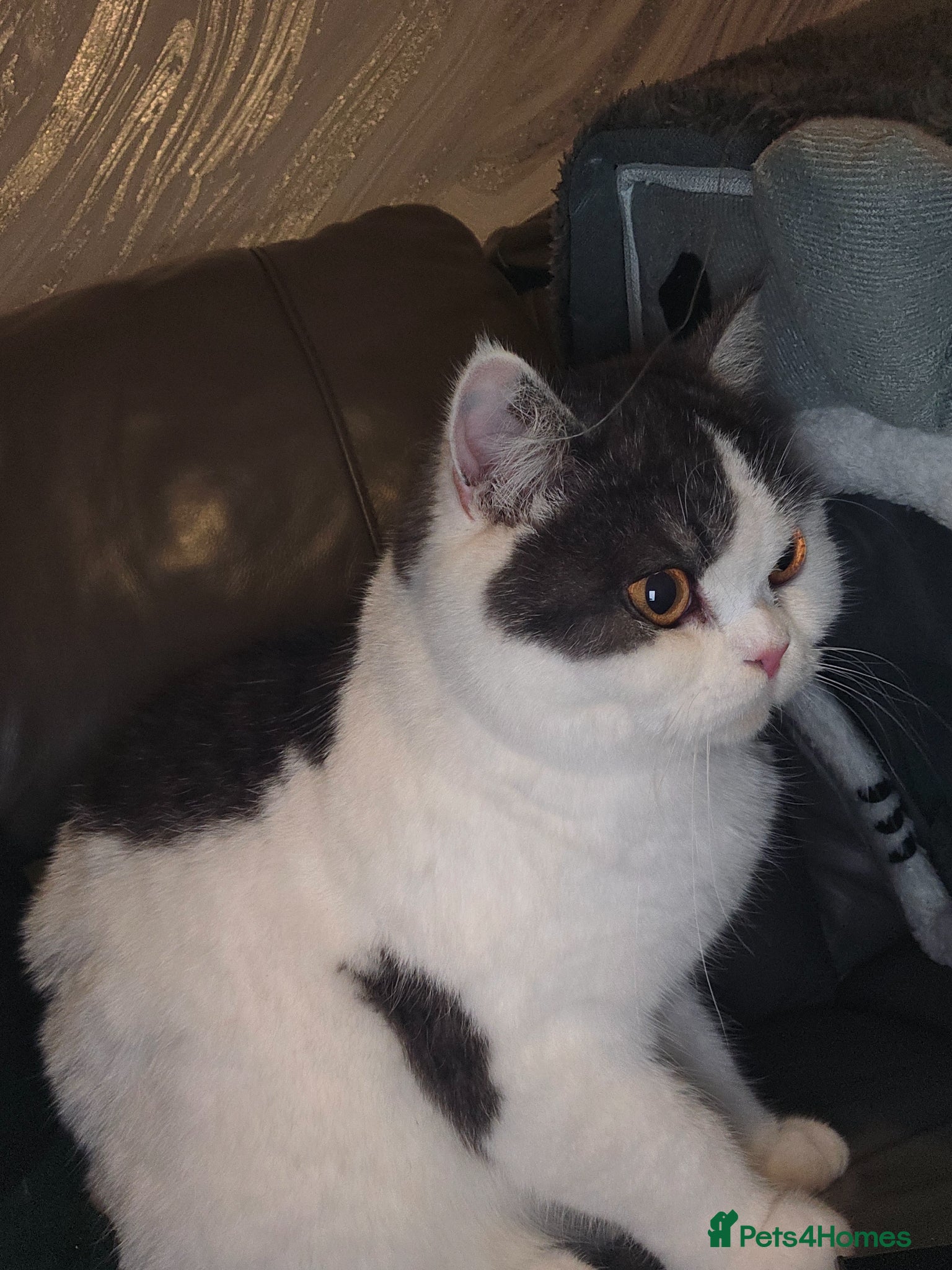 British Shorthair cats British shorthair - Advert 6