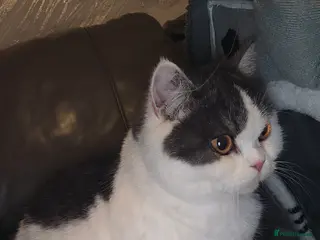 British Shorthair cats British shorthair - Advert 6