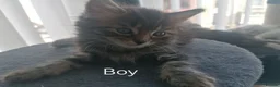 RagaMuffin cats for sale: Ragamuffin Cross Kittens in Spennymoor - Advert 8