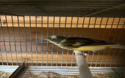 Canaries birds for sale: Coloured Canaries - This Year’s, Top Condition - Image 4