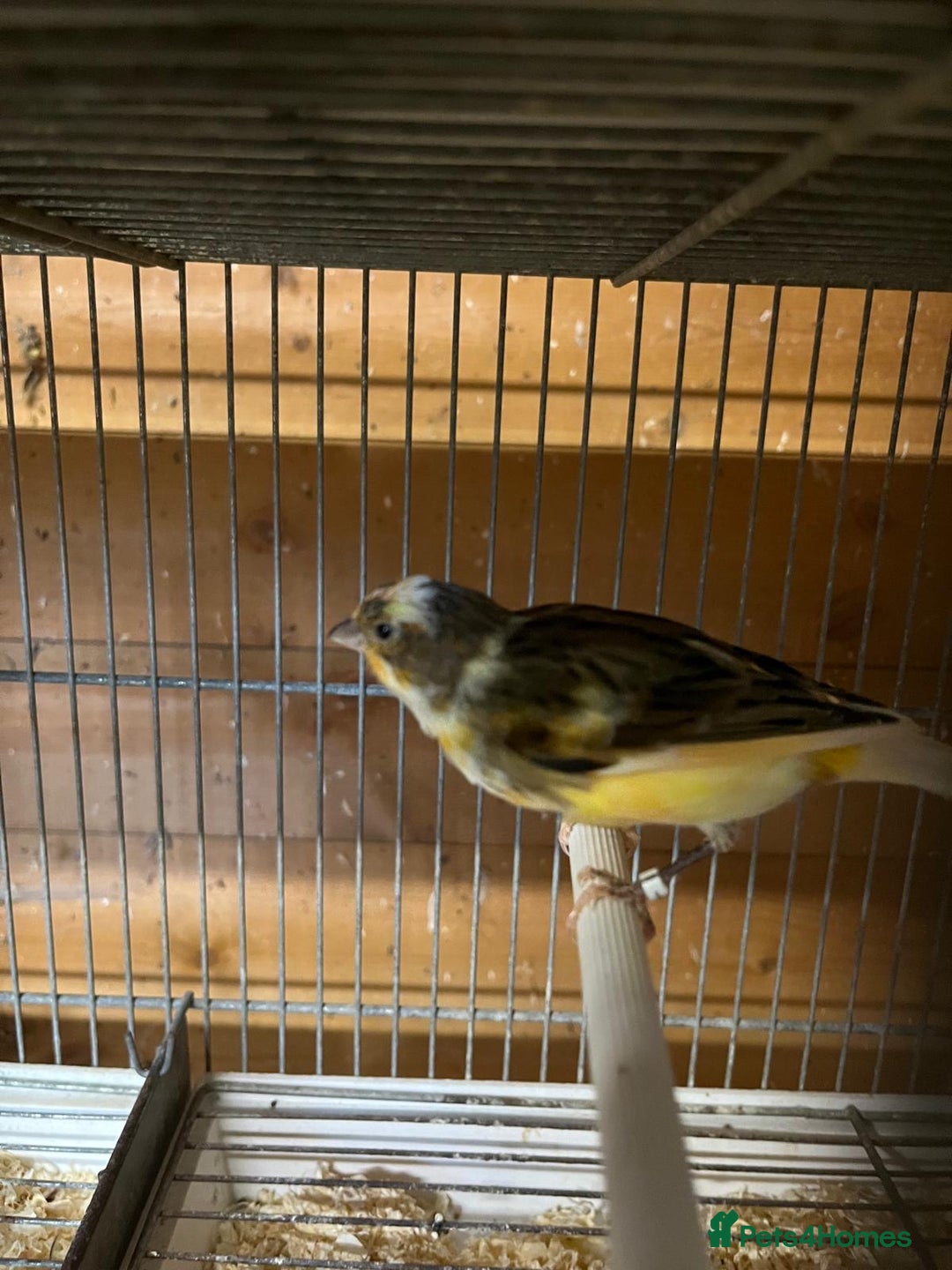 Canaries birds for sale: Coloured Canaries - This Year’s, Top Condition - Image 4