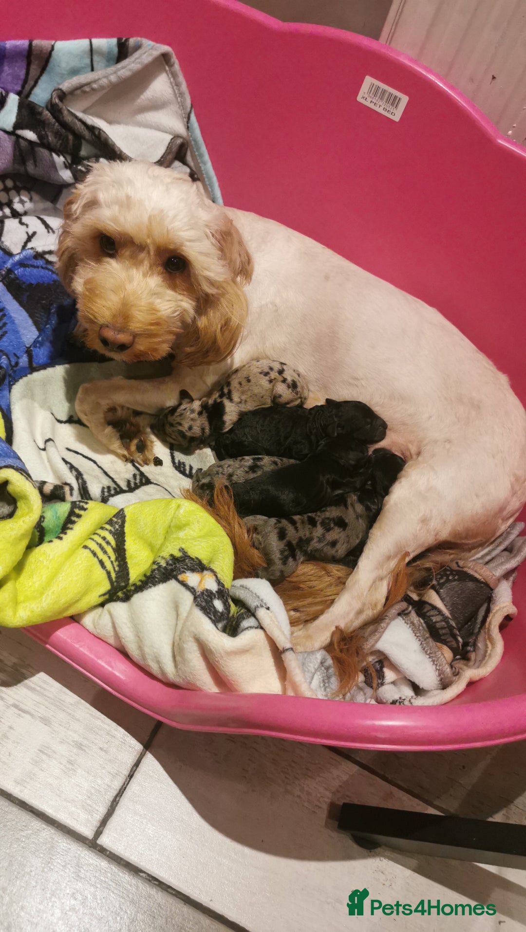 Cockapoo dogs for sale: Cockapoo puppies  - Image 14