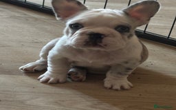 French Bulldog dogs for sale: French bulldog puppies  - Image 3