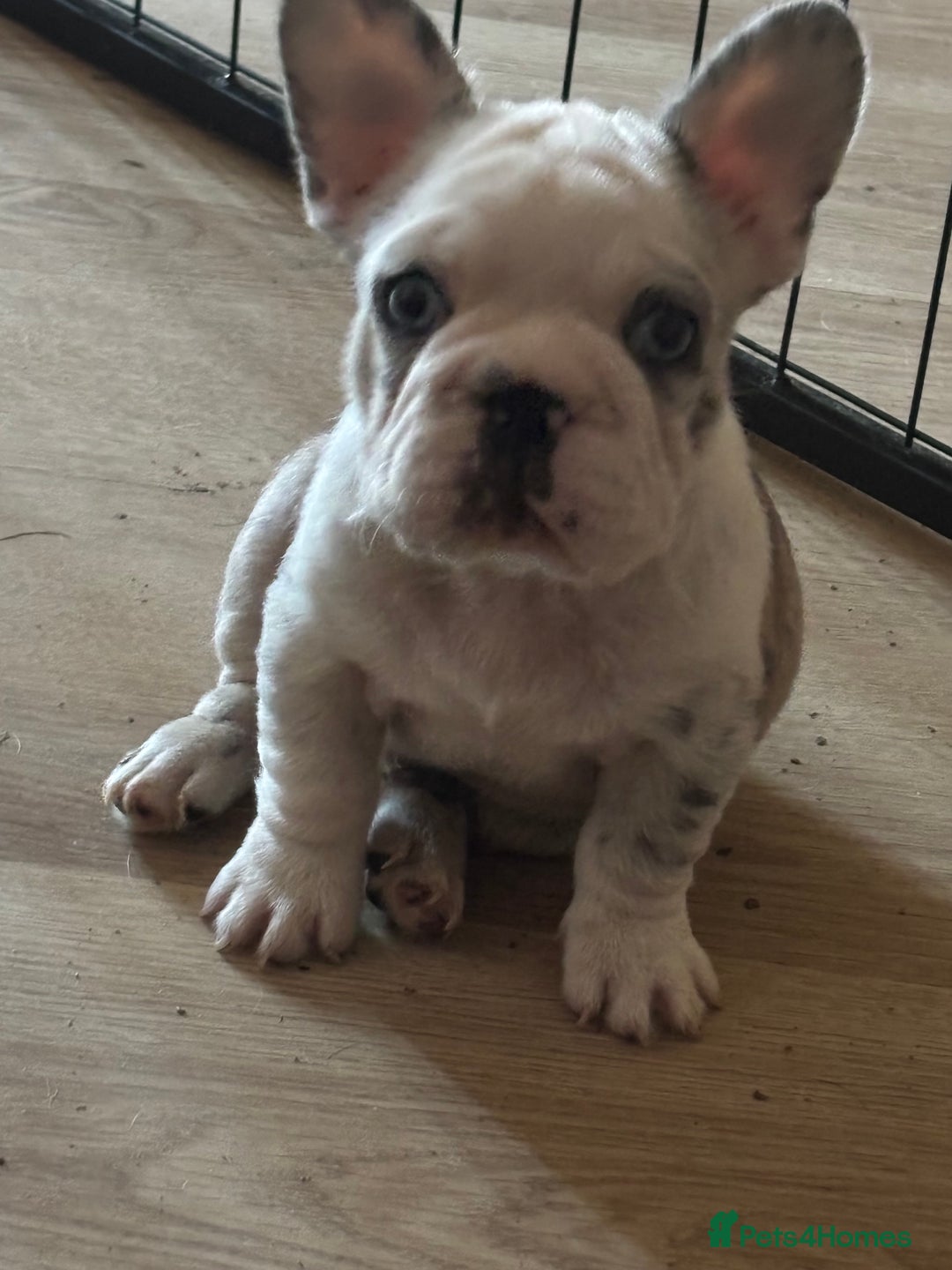French Bulldog dogs for sale: French bulldog puppies  - Image 3