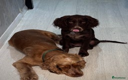 Cocker Spaniel dogs for sale: Lola  - Image 5