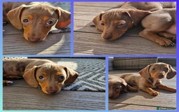 Miniature Dachshund dogs for sale: LAST PUPPY REMAINING Dapple Miniature Dachshunds  - Image 4