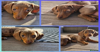 Miniature Dachshund dogs - Advert 12