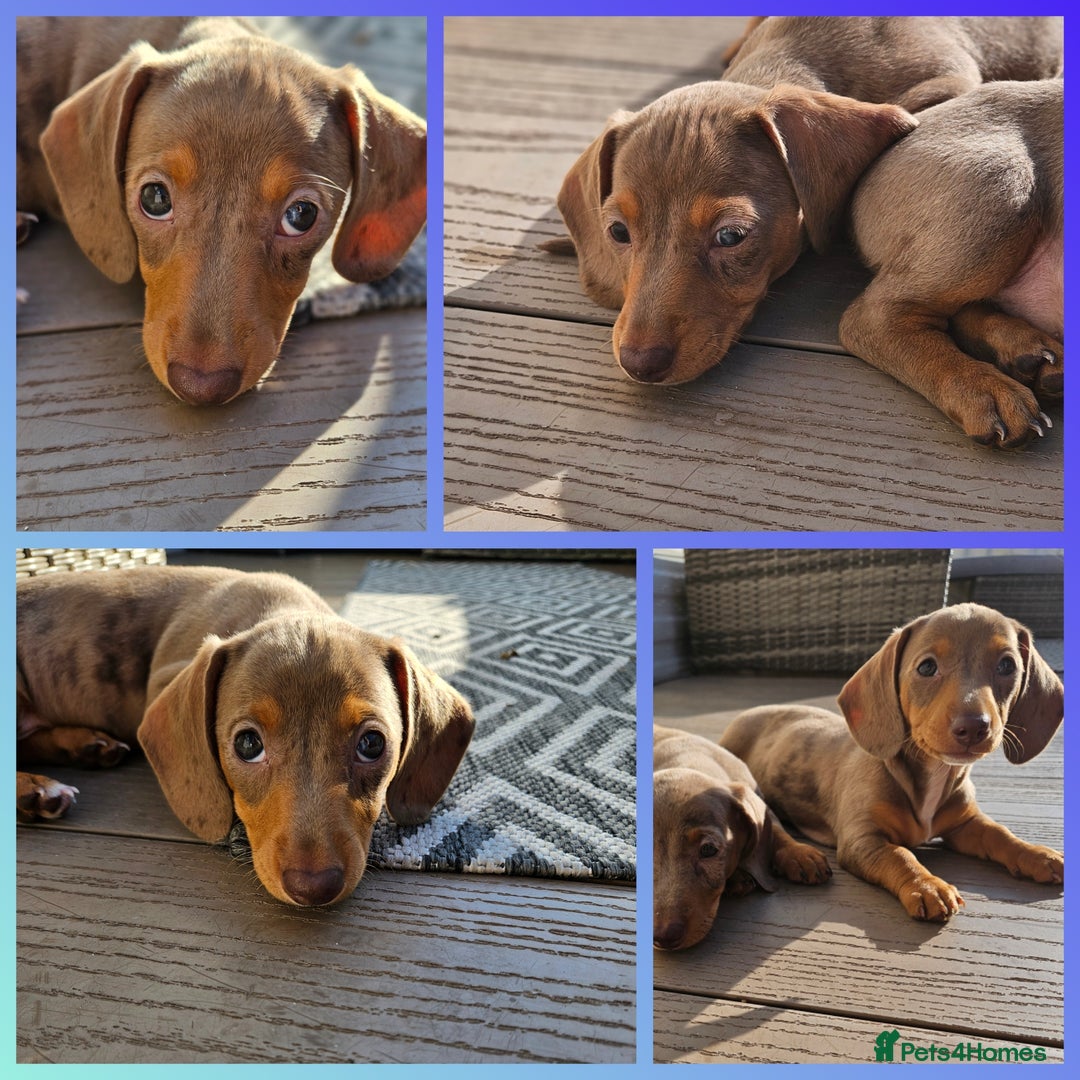 Miniature Dachshund dogs for sale: LAST PUPPY REMAINING Dapple Miniature Dachshunds  - Image 4