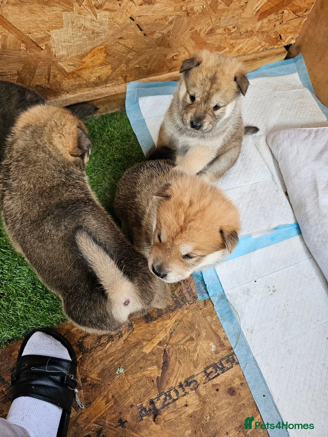 Mixed Breed dogs for sale: Chowsky puppies  chow chow  - Image 10