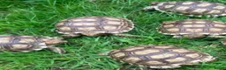 Tortoise reptiles for sale: Hatchlings: African spur thighed/Sulcata tortoises - Advert 2