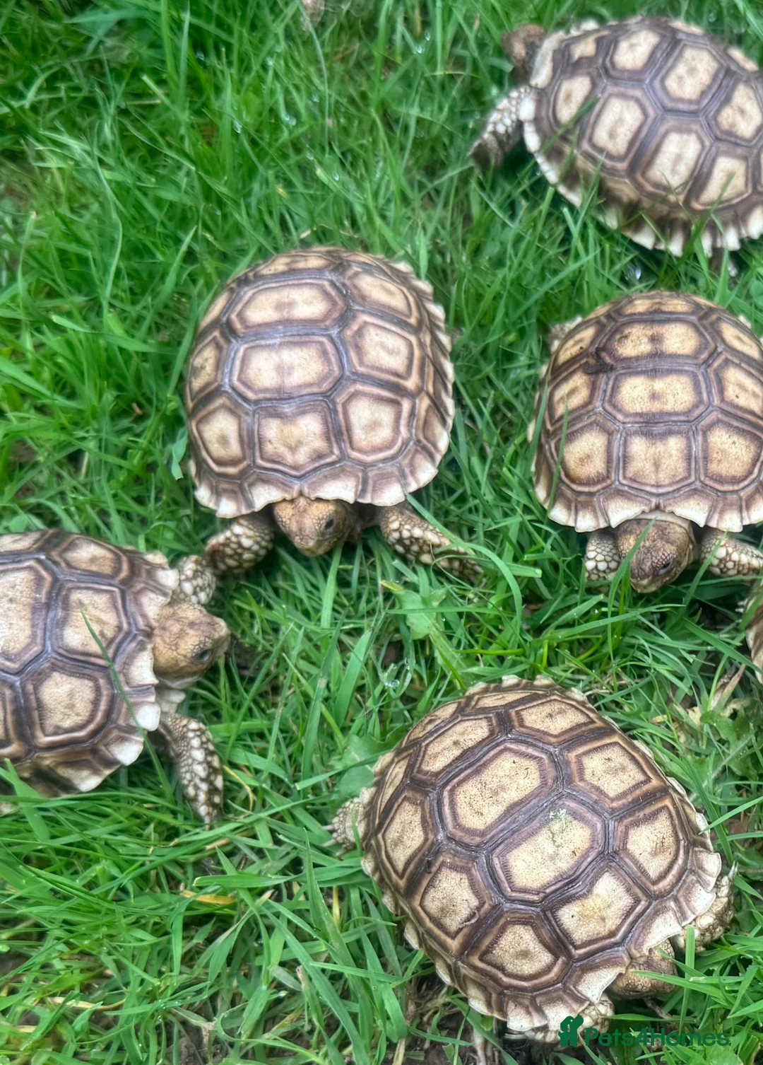 Tortoise reptiles for sale: Hatchlings: African spur thighed/Sulcata tortoises - Advert 2