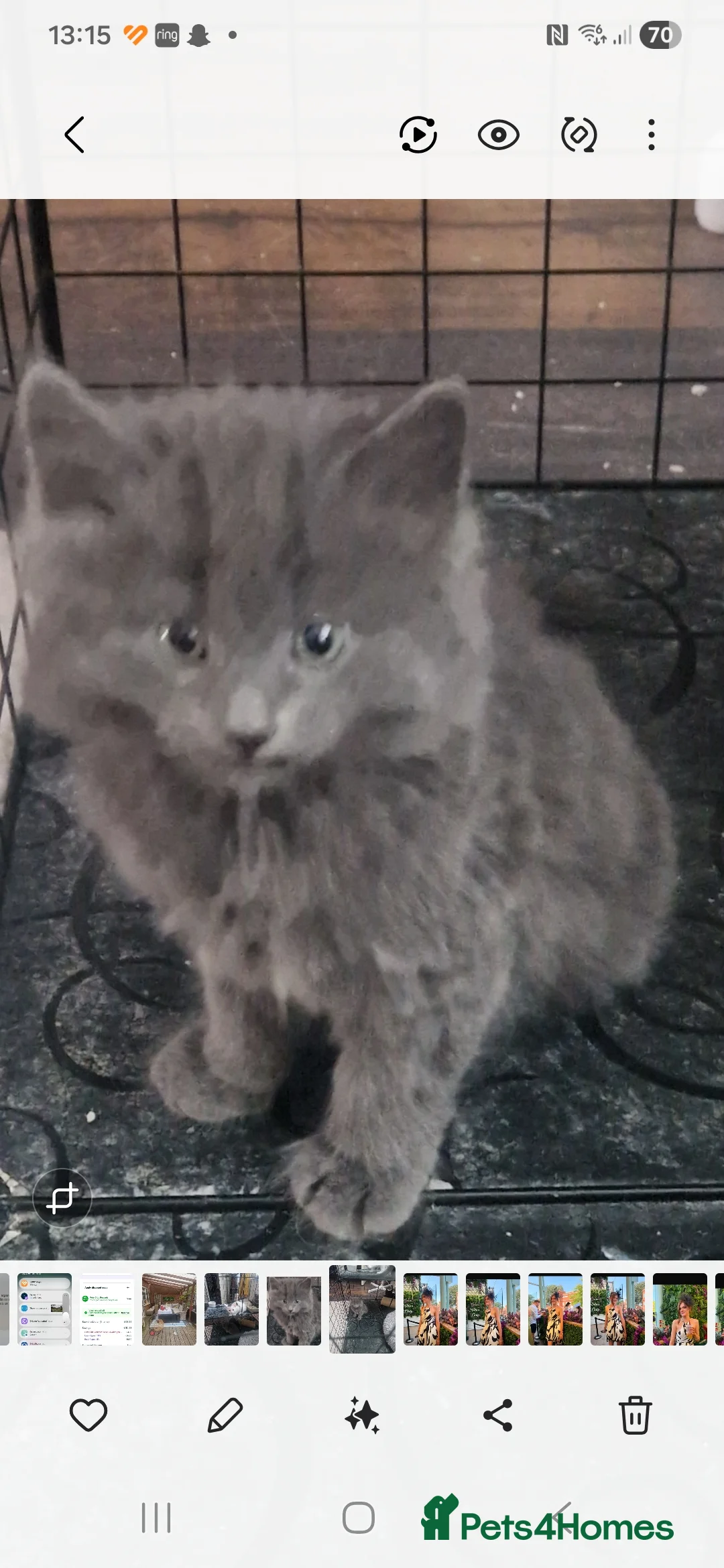 Mixed Breed cats for sale: Gorgous grey kittens - Advert 8