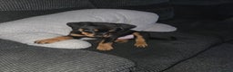 Rottweiler dogs for sale: Indie & dozer puppies  - Advert 2
