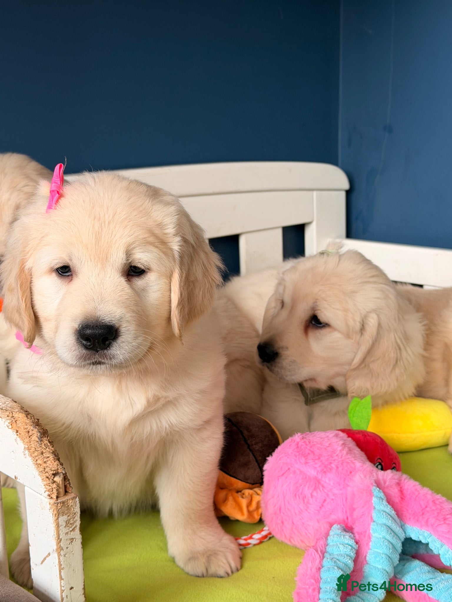 Golden Retriever dogs for sale: 🐶 Gorgeous Chunky type Golden Retriever Puppies🐶 - Advert 3