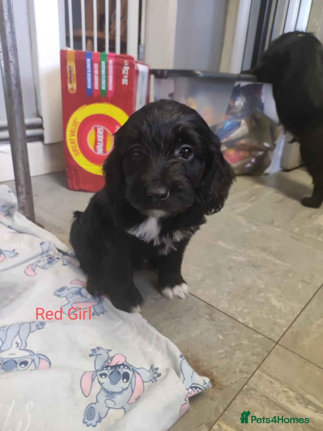 Mixed Breed dogs for sale: Sprockerpoo - Image 9