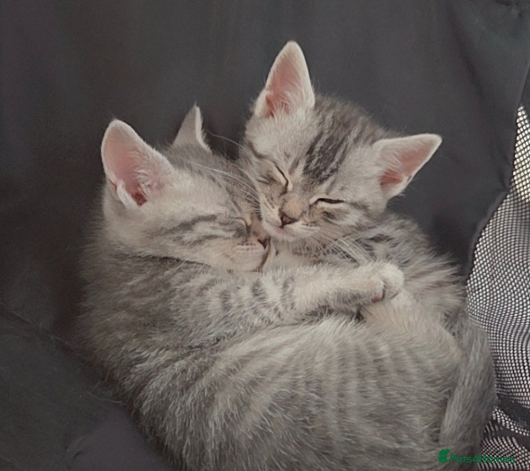Bengal cats Bengal x Main Coon kittens - Advert 5