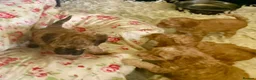 Cockapoo dogs for sale: 🐶Ready 23rd July🐶 Toy and min cockapoo F1bb. - Advert 13